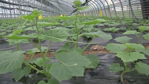 新鄉延津縣 產業引領，項目帶動，鋪就鄉村振興新“糧”道