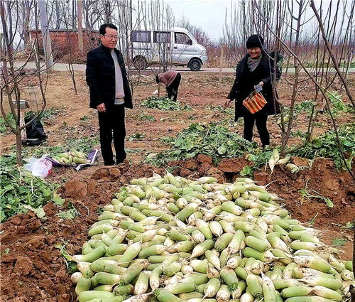 河南魯山 駐村工作隊員變身“銷售員”，群眾農(nóng)副產(chǎn)品銷路不愁